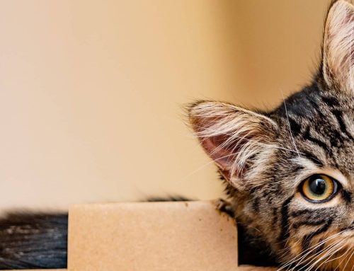 Nacheheliche Zuweisung eines Katers